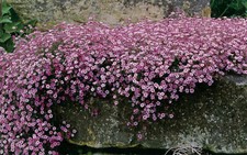 6 Gypsophila Repens Rosea