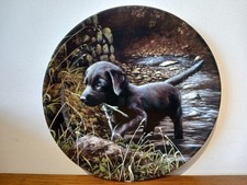 Wedgwood playful puppies - wedgwood,