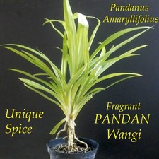 ~FRAGRANT PANDAN~ Pandanus Amaryllifolius UNIQUE SPICE rooted live Plant USA