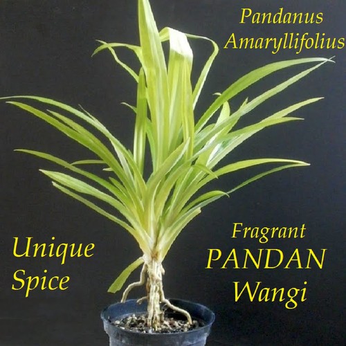 Fragrant pandan pandanus - ~fragrant,