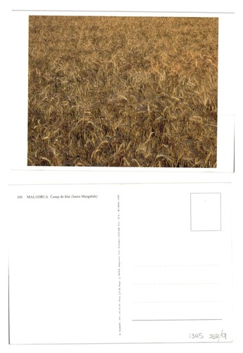 Postcard mallorca wheat - postcard,