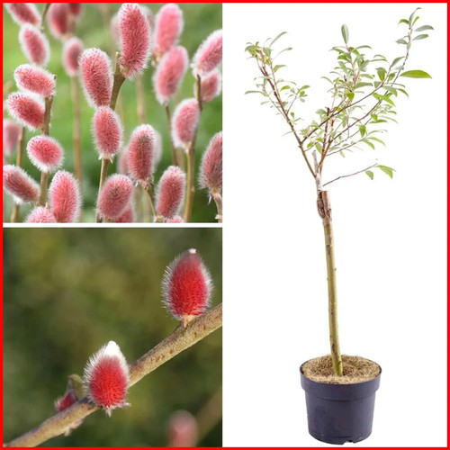 2ft 3ft pink pussy willow - 2ft,