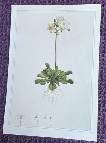 Print venus flytrap by - of,