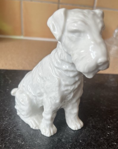 Wire fox terrier - wire, dog