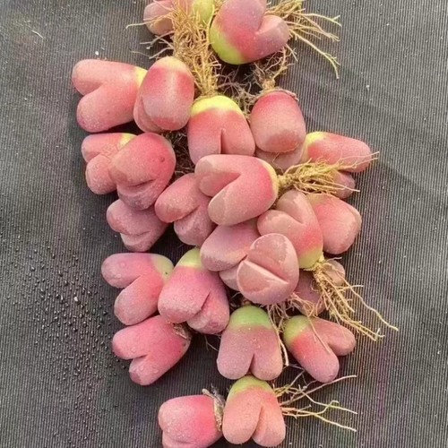 10pcs 5cm succulent - 10pcs, plant