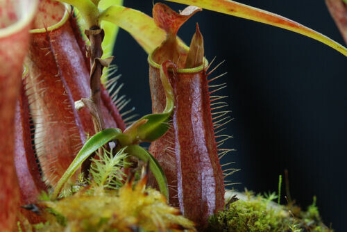 Nepenthes gracilis - nepenthes,