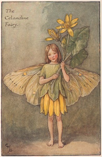 Celandine fairy cicely mary - by,