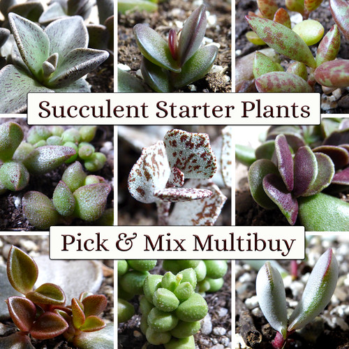 Succulent starter plant - succulent,