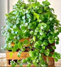 1x Swedish Ivy Rooted Cutting, Indoor Trailing Houseplant. Spanish Money Plant