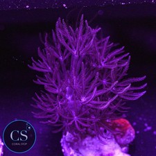 CS Rare Red Pulsing Xenia -