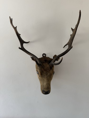 Antique taxidermy stags head - antique,