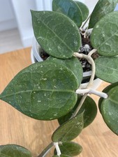 Indoor house Hoya Verticillata