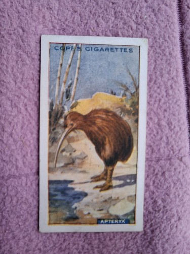 Cope 1907 wild - wild, animals
