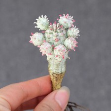 5CM Succulent Cactus Plant