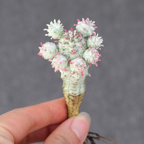 5cm succulent cactus plant - succulent,
