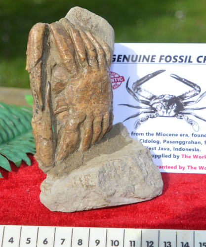Amazing rare fossil - amazing, from