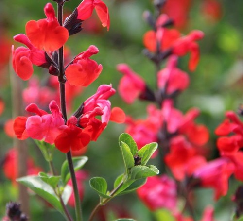 Salvia royal bumble - royal,