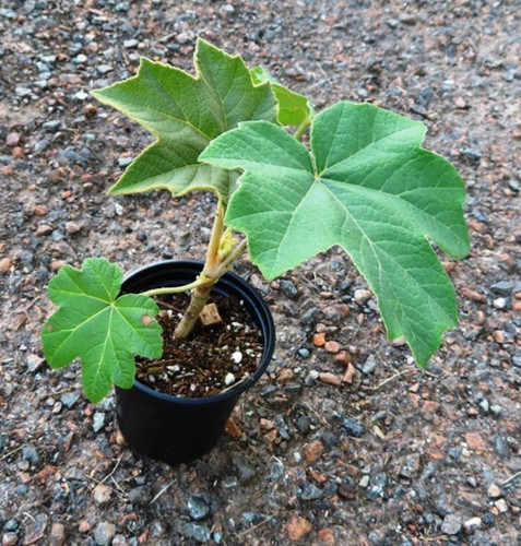 Tetrapanax papyrifera chinese - tetrapanax,