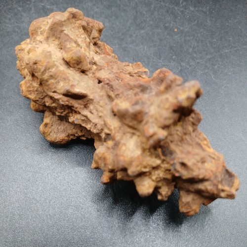 Turtle coprolite fossil - coprolite,