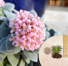 Crassula Morgan's Beauty Mini