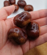Bag of 10 Dried and Varnished