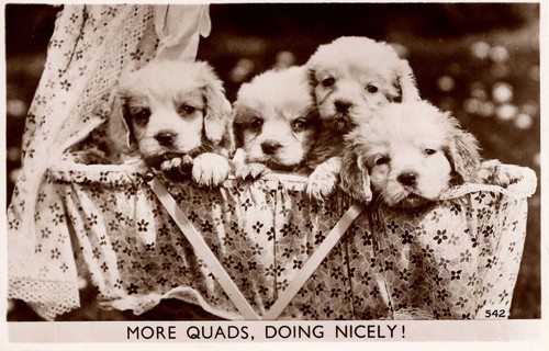 Puppies more quads - -,