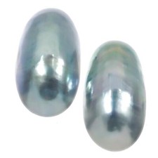 Genuine Nautilus Shell Aka