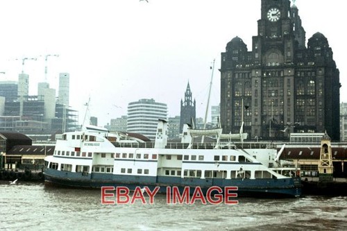 Photo royal iris at - photo,