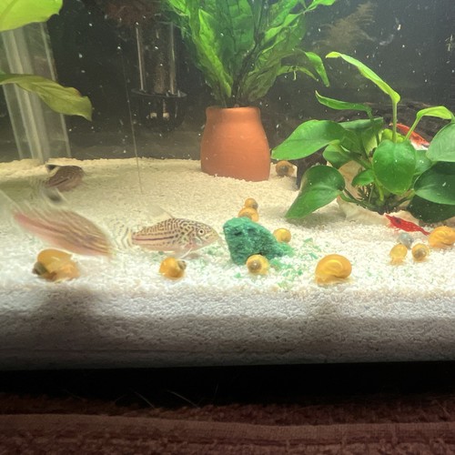 Live gold mystery snails - live,