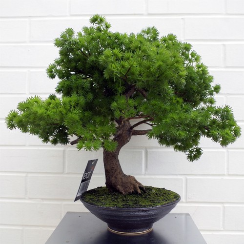 Artificial luxury pine bonsai - artificial,
