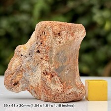 Rare Mosasaur Tail Vertebra Fossil Kem Kem Beds Aptian Cretaceous Morocco
