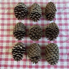 9 Extra Large Real Natural Pine Cones 12 - 14cm - Rustic Display/Crafting