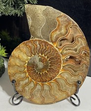 Large 13.5cm, 235g Ammonite