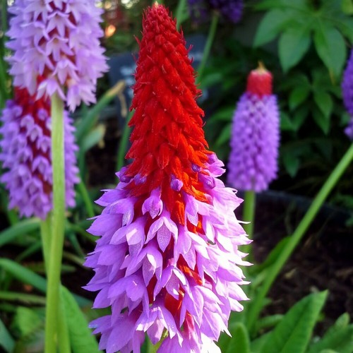 Primula vialii red hot - red,