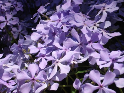 Plants creeping phlox - 6,