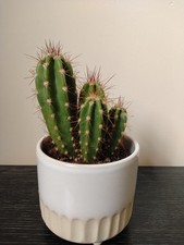 Mini cactus plant pot ceramic - cactus,