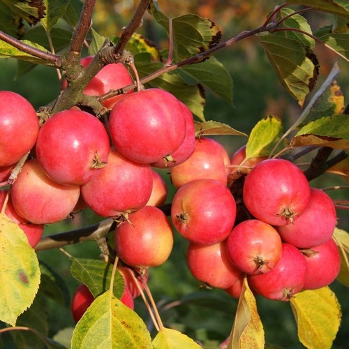 Malus jelly king crab - malus, apple