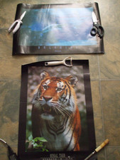 Athena Posters 1990s Dolphins