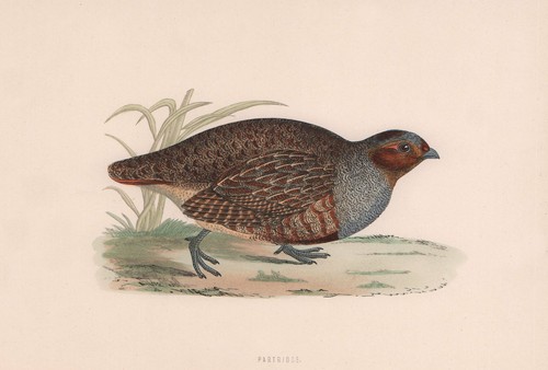 Partridge morris british - morris's,