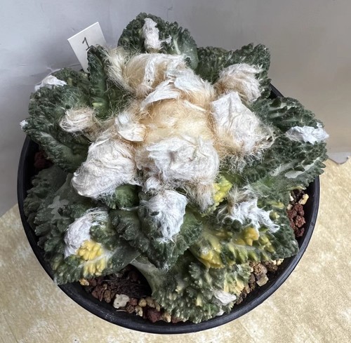 Live house plant - live, ariocarpus