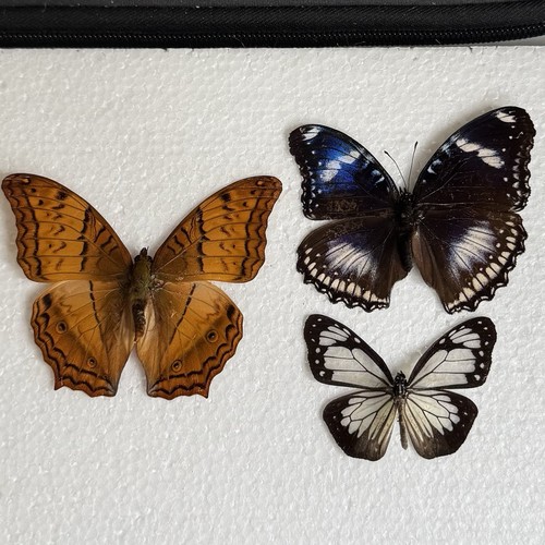 Entomology butterfly specimen - entomology,