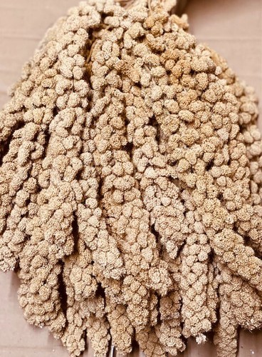 Millet sprays seed - millet,