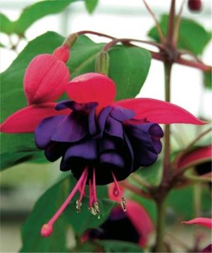 Fuchsia dollar princess plant - dollar,