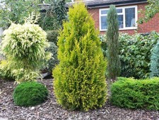 Thuja plicata goldy compact - goldy,
