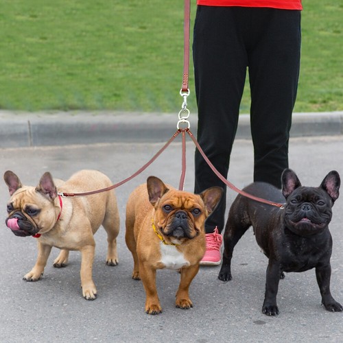Way triple leather dog - leather,