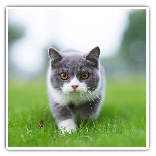Square stickers cm - stickers,