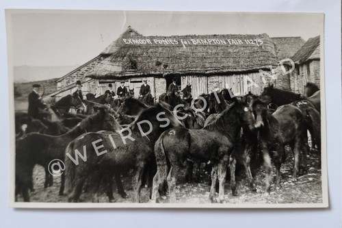 Tiverton exmoor ponies for - exmoor,