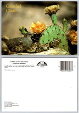 Gambel Quail Mother and Chicks
