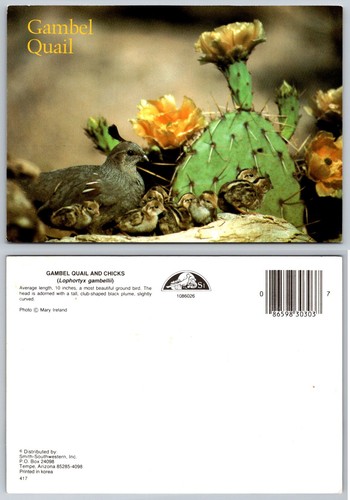 Gambel quail mother and chicks - quail,