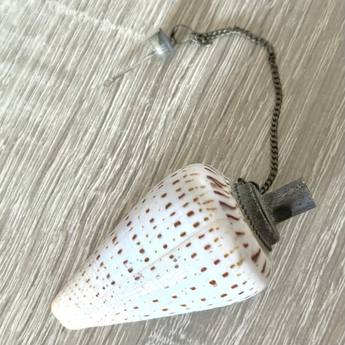 Vintage natural beech cone - cone, sea